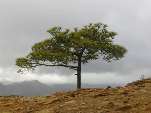 Cloudy tree Stock Photos