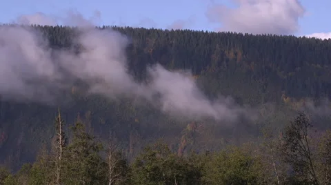 Cloudy tree tops in BC Stock Footage 64330602