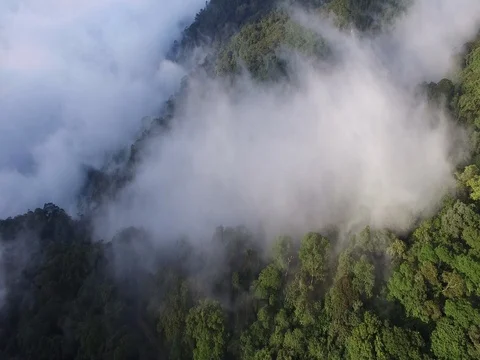 Cloudy tropical forest reveal, tilt up, South East Asia Stock Footage