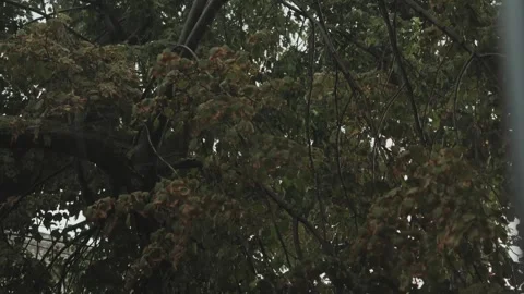 Cloudy view from the window during the rain on a green tree in cloudy weather Stock Footage 315899990