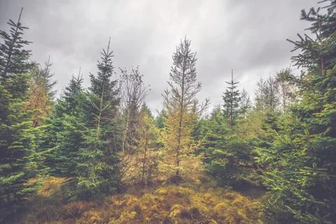 Cloudy weather in a pine tree forest Stock Photos