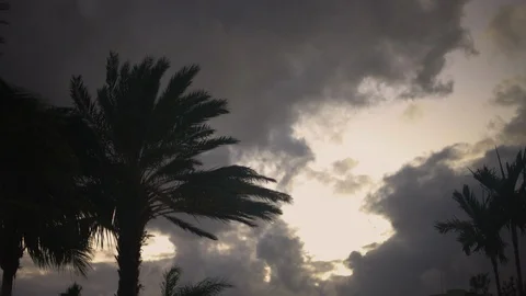 Cloudy Windy Evening in the tropics. View of moody palm trees on a dark evening Stock Footage 100567272