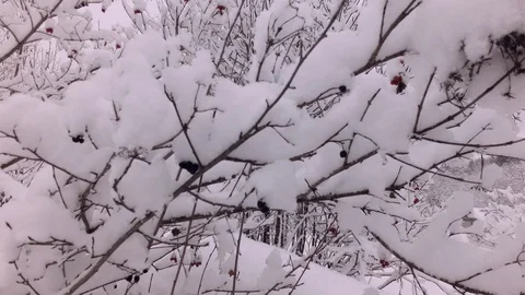 Cloudy winter day Stock Footage 105735784