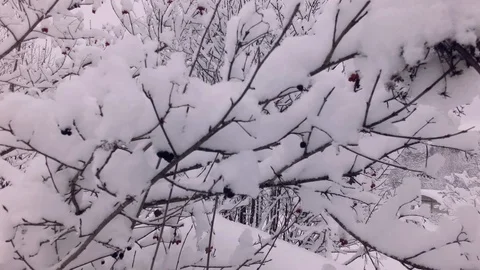 Cloudy winter day Stock Footage 105735900