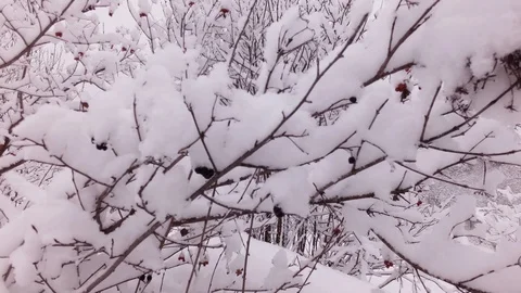 Cloudy winter day Stock Footage 105735928