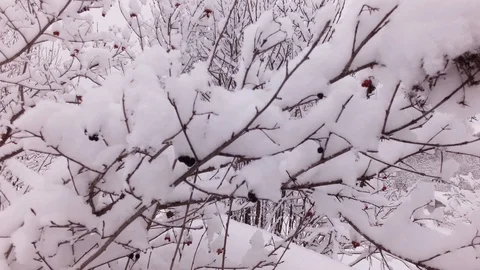 Cloudy winter day Stock Footage 105735955