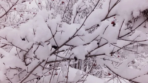 Cloudy winter day Stock Footage 105735962