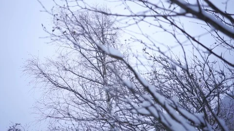 Cloudy winter day with heavy snowfall in slow motion Stock Footage 104900365