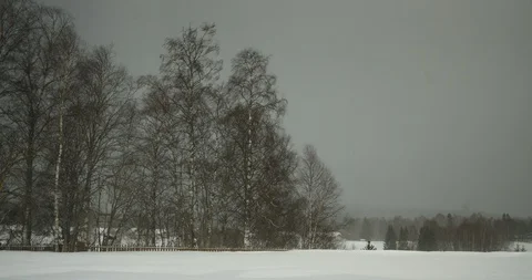 Cloudy Winter Day With Large Trees and Blowing Snow Видео 86625952