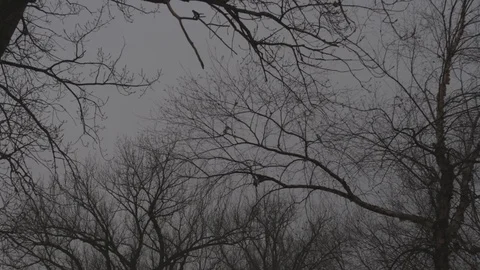 Cloudy winter trees Stock Footage 76327077