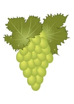 Clous-up green grape isolated 스톡 일러스트