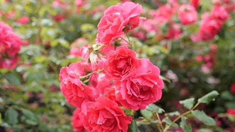 Clous-Up. Pink flowers. Stock Footage 116770678