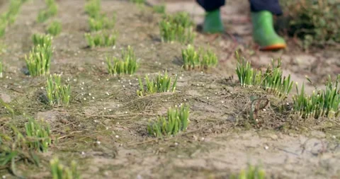 Clouse up fertilizer is falling to the ground. Stock Footage 277076399