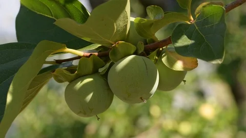Clouse up khaki in persimmon Stock Footage 93468485
