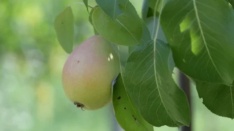 Clouse up pear hanging Stock Footage 93487162