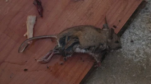 Clouse Up Shot Of A Dead Mouse Caught In The Glue Trap Stock Footage 146010482