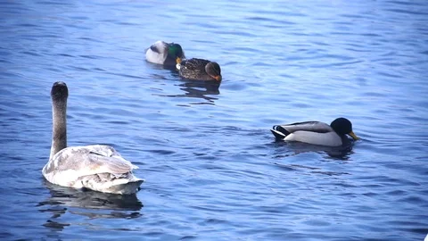 Clouse up view to ducks in lake Stock Footage 89531919