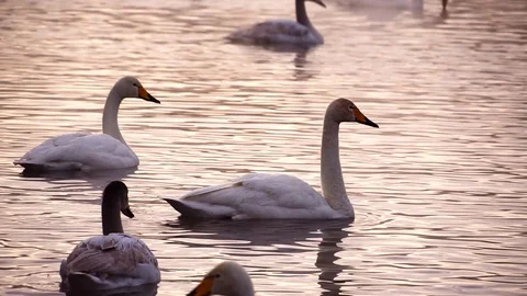 Clouse up view to swans in lake Stock Footage 89528798