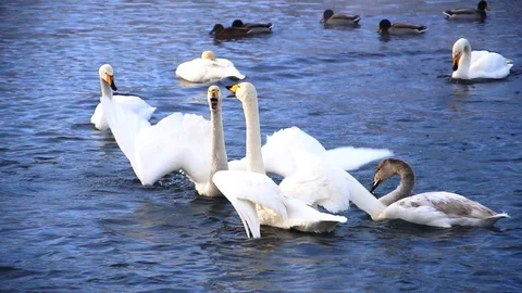 Clouse up view to swans in lake Stock Footage 89529414