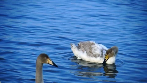 Clouse up view to swans in lake Stock Footage 89531389