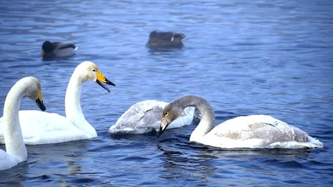 Clouse up view to swans in lake Stock Footage 89532760
