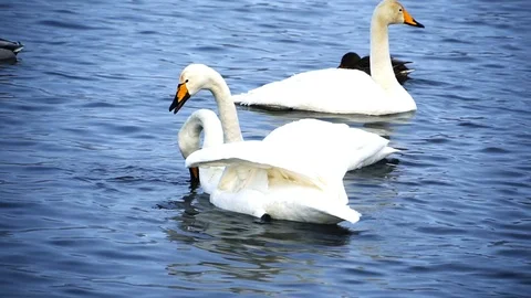 Clouse up view to swans in lake Stock Footage 89536208