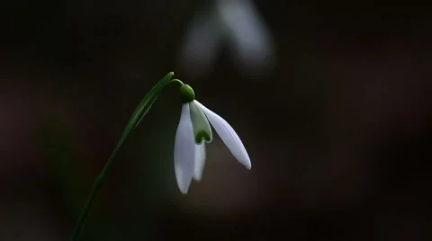 Clouseup video of Snowdrops early spring Stock Footage 48411738