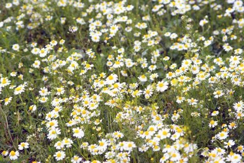 A clove of chamomile in spring daylight macro Stock Photos