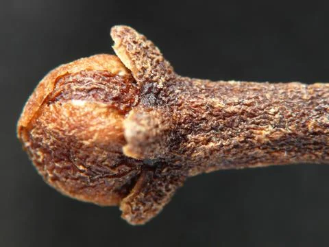 Clove up close Stock Photos