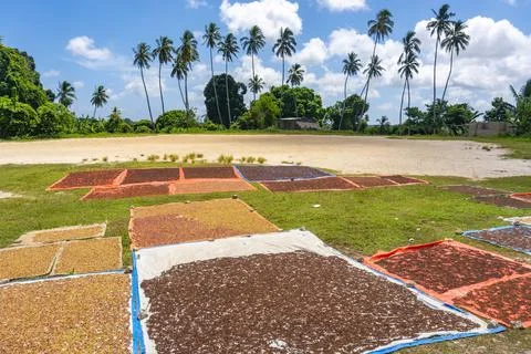 Clove Drying on the thatched mats at Pemba island, Zanzibar, Tanzania Stock Photos