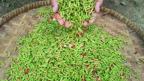 Clove Stock Footage 274921691