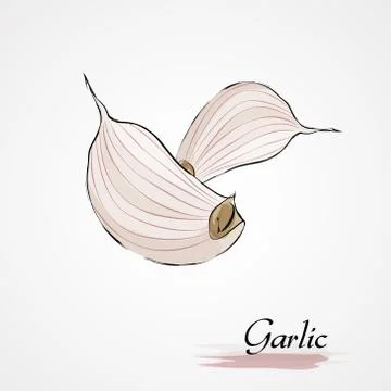 Clove of garlic Stock Illustration