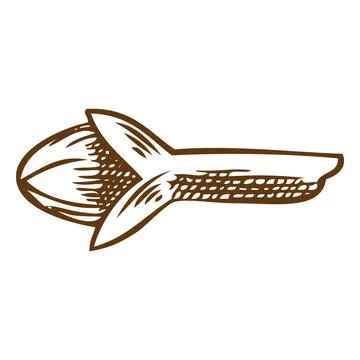 Clove spice star seed vector engraved sketch, hand drawn spice dried herb bud Stock Illustration