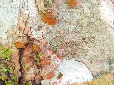 Clove tree bark Stock Photos