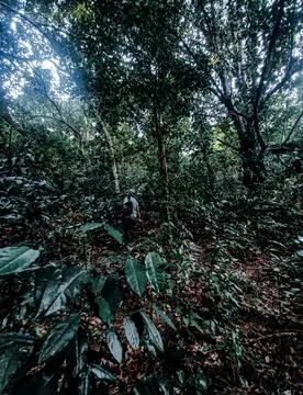 Clove tree Foto stock