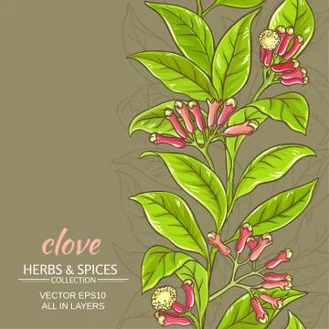 Clove vector background Stock Illustration