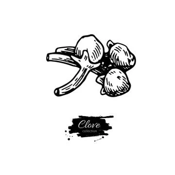 Clove vector drawing. Hand drawn sketch. Seasonal food illustrat Stock Illustration