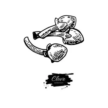 Clove vector drawing. Hand drawn sketch. Seasonal food illustrat Stock Illustration