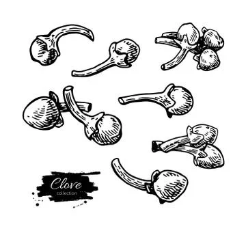Clove vector drawing. Hand drawn sketch. Seasonal food illustrat Stock Illustration