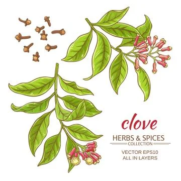 Clove vector set Illustrazione stock