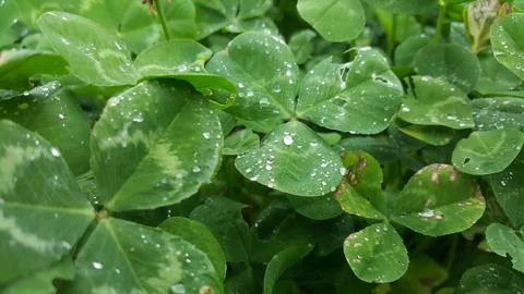 Clover after the rain Stock Photos