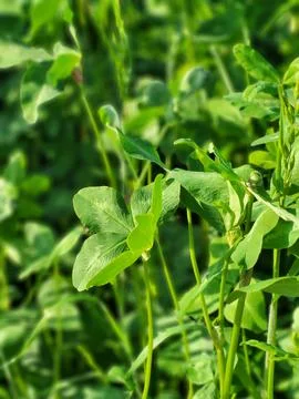 Clover Among Grass Vertical Composition Foto stock