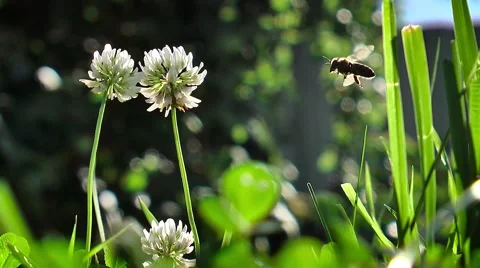Clover and Bee. White clover. A bee in flight. Unsharp background Stock Footage 64754361