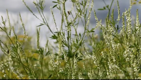 Clover and bees. Stock-Footage 11412548