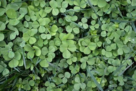 Clover and grass Stock Photos