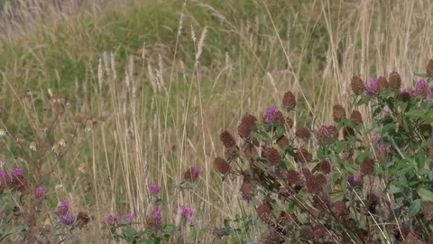 Clover and grasses blowing in the wind 库存影片 72288629