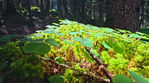 Clover and moss growing in a sunny alpine forest 動画素材 342746312
