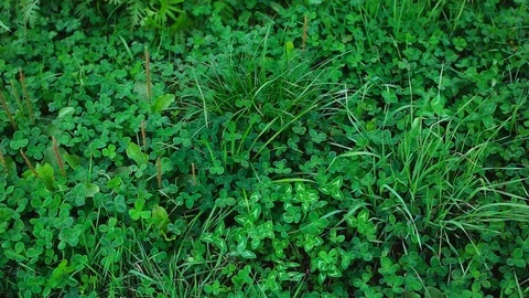 Clover background natural background Stock Footage 95202175