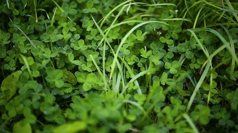Clover background natural background Stock Footage 95251768