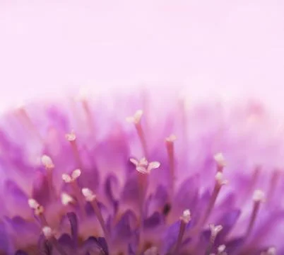 Clover background Foto stock